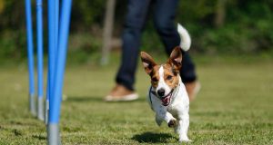 Verstauchung: Beim Herumtollen, Spielen oder bei sportlichen Wettkämpfen können sich Hunde leicht einmal Verletzungen zuziehen.