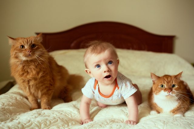 The small child and cats lie on the bed Katze und Baby