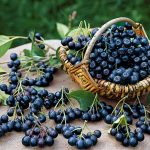 Eigene Ernte: Die Apfelbeere wird wegen ihres hohen Gehaltes an Flavonoiden, Vitaminen und Mineralstoffen in der modernen Küche als Superfood bezeichnet.