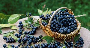 Eigene Ernte: Die Apfelbeere wird wegen ihres hohen Gehaltes an Flavonoiden, Vitaminen und Mineralstoffen in der modernen Küche als Superfood bezeichnet.
