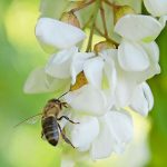 Ein reines Naturprodukt. Die Felder, Wiesen und Wälder, die von den Bienen angeflogen werden, bestimmen Aroma, Farbe und Konsistenz des Honigs.