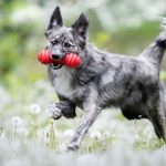 Stöckchen, nein danke! Als vollwertiges Familienmitglied ist der moderne Hund mit eigenem Spielzeug ausgestattet.