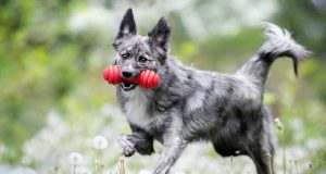 Stöckchen, nein danke! Als vollwertiges Familienmitglied ist der moderne Hund mit eigenem Spielzeug ausgestattet.