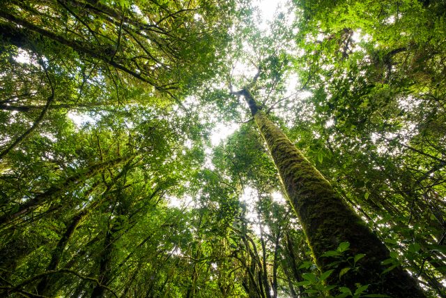 Big tree in rian forrest. (K)ein Mann, der’s wert ist