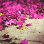 Mit Bildbearbeitungsprogrammen können Hobbyfotografen mit wenigen Mausklicks die Eigenschaften ihrer Fotos verändern und Farben beispielsweise leuchtender erscheinen lassen.