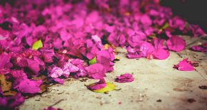 Mit Bildbearbeitungsprogrammen können Hobbyfotografen mit wenigen Mausklicks die Eigenschaften ihrer Fotos verändern und Farben beispielsweise leuchtender erscheinen lassen.