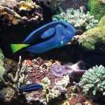 Der Paletten-Doktorfisch kann nur in einem Meerwasseraquarium gehalten werden.
