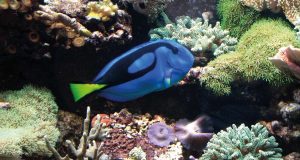 Der Paletten-Doktorfisch kann nur in einem Meerwasseraquarium gehalten werden.