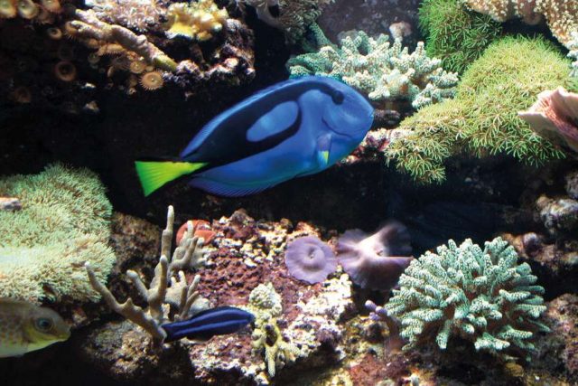 aquarium Der Paletten-Doktorfisch kann nur in einem Meerwasseraquarium gehalten werden.