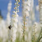 Hitzewallungen: Arzneimittel mit dem Wirkstoff aus der Traubensilberkerze (Cimicifuga racemosa) haben sich bei Wechseljahresbeschwerden bewährt.