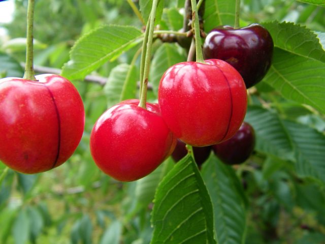 lra_blickfang im garten 100_1203
