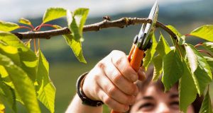 Mit einem Rückschnitt ihrer Obstbäume und Sträucher schaffen Gartenbesitzer im Herbst die Basis für neues Wachstum und eine reiche Ernte in der kommenden Saison.
