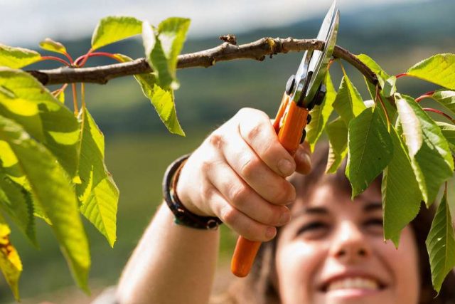 Mit einem Rückschnitt ihrer Obstbäume und Sträucher schaffen Gartenbesitzer im Herbst die Basis für neues Wachstum und eine reiche Ernte in der kommenden Saison.