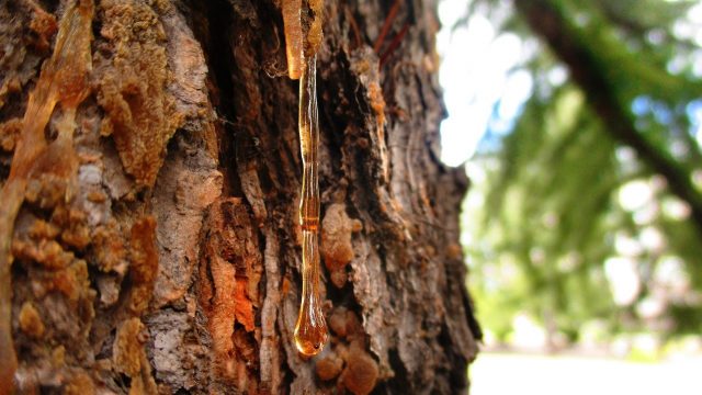 resin-3602871_1280 Gold der Bäume