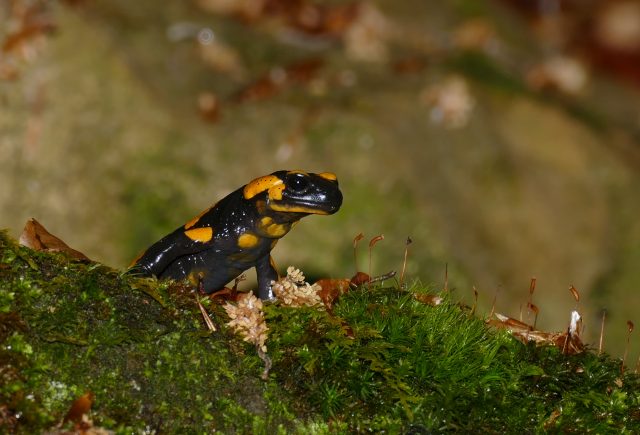 652_Feuersalamander 01_Jan Ebert