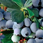 Blaubeeren