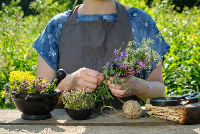 Woman harvesting medicinal plants. Herbalist holding in her hand