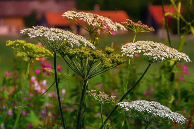 yarrow-3571494_1280