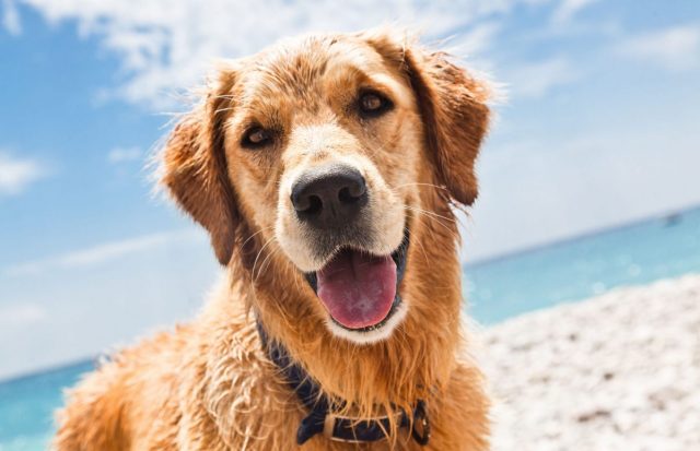 Hund am Strand
