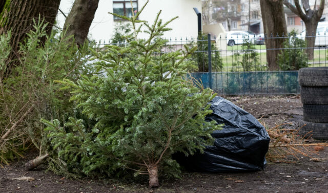 Christmas trees are thrown in a waste area next to old tires