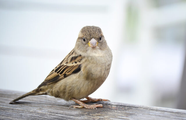 Sparrow bird sitting on a table and looking at camera