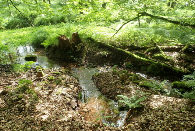 Quelle im Spessart