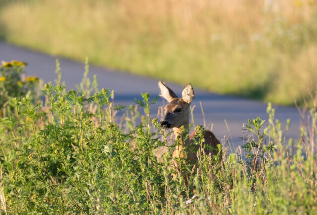 Deer eating at the edge of the road