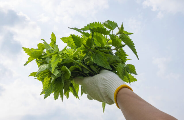 Bunch of fresh harvested nettle plant leaves in woman hand over sky background. Healthy food, superfood, herb for health and beauty, skin care cosmetic, hair treatment