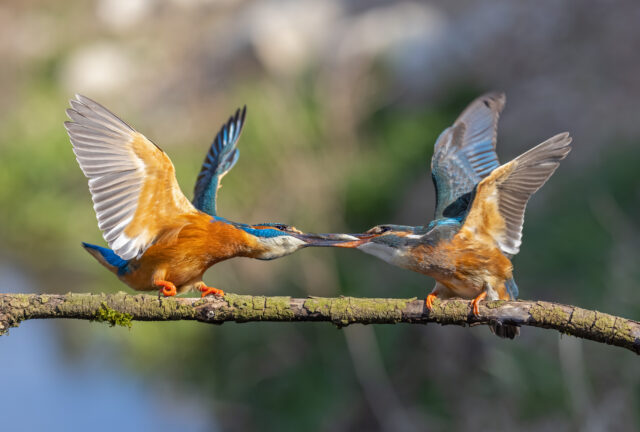 210_Eisvogel_Andy_Gehrig