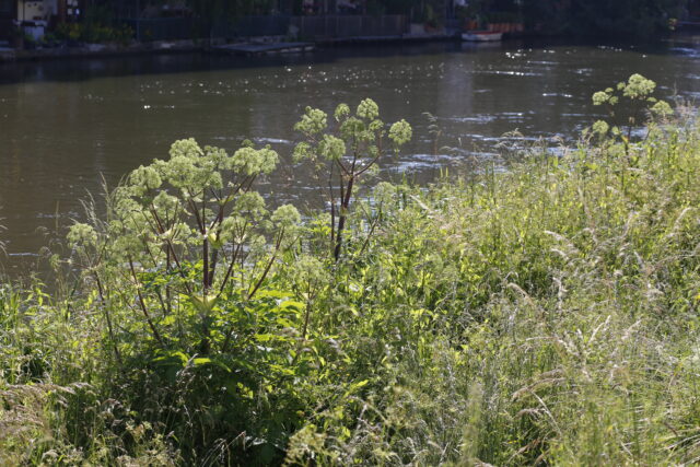 263_Angelica archangelica (6)