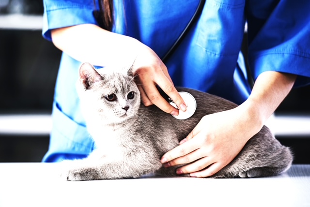 4970936 Girl veterinarian in blue dressing gown