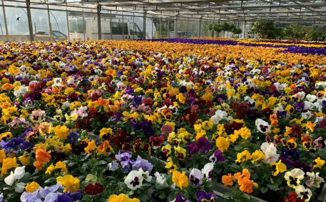 131_Blumen_Bamberg
