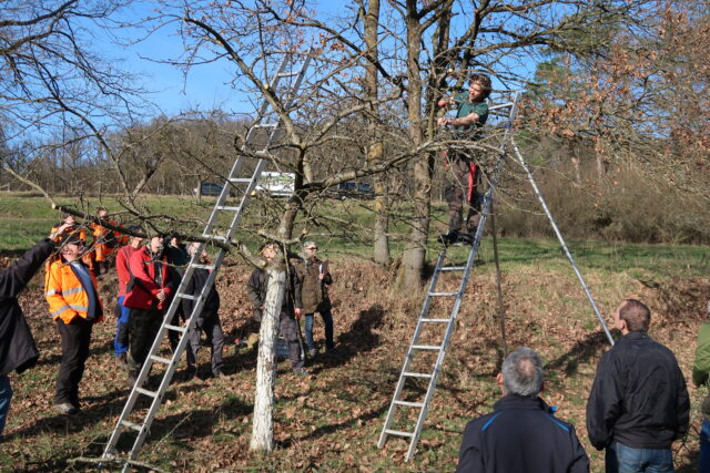 Baumschnitt _ Lukas Bandorf