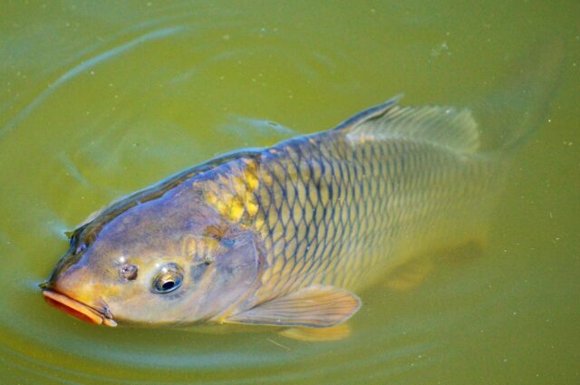 carp-2457084_1280