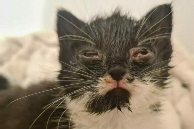 lra_katzenschutzverordnung bild 2