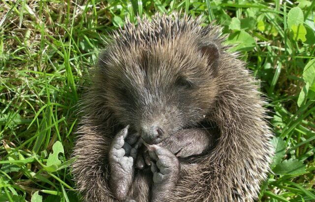 Igel_Frank Reissenweber